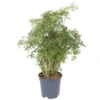 Polyscias Fruticosa 'Hawaiian Ming', Topf-Ø 17 Cm, Höhe Ca. 70 Cm -Die grüne Ecke 0220107718 polyscias fruticosa hawaiian ming 17 cm 70 cm 1