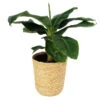 Bananenpflanze 'Dwarf Cavendish' Im Korb Maki, Topf-Ø 17 Cm, H: Ca. 40-55 Cm -Die grüne Ecke 0220107993 Musa dwarf cavendish im Dekokorb