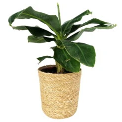 Bananenpflanze 'Dwarf Cavendish' Im Korb Maki, Topf-Ø 17 Cm, H: Ca. 40-55 Cm -Die grüne Ecke 0220107993 Musa dwarf cavendish im Dekokorb 1