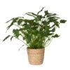 Philodendron Xanadu In Korb Osaka, Topf-Ø 21 Cm, Höhe Ca. 40-60 Cm -Die grüne Ecke 0220107996 Philodendron Xanadu im Dekokorb 2