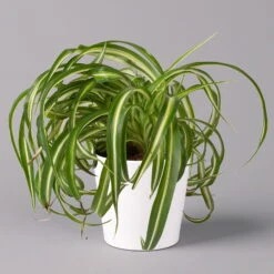 Grünlilie 'Bonnie' Mit Keramiktopf Dallas Weiß, Topf-Ø 12 Cm, 3er-Set -Die grüne Ecke 0220108124 Chlorophyt Bonnie in Topf Dallas weiss 1