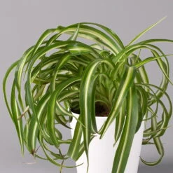 Grünlilie 'Bonnie' Mit Keramiktopf Dallas Weiß, Topf-Ø 12 Cm, 3er-Set -Die grüne Ecke 0220108124 Chlorophyt Bonnie in Topf Dallas weiss 2