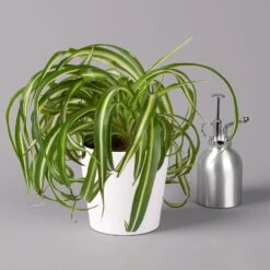 Grünlilie 'Bonnie' Mit Keramiktopf Dallas Weiß, Topf-Ø 12 Cm, 3er-Set -Die grüne Ecke 0220108124 Chlorophyt Bonnie in Topf Dallas weiss 3