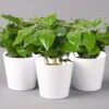 Kaffeestrauch Mit Keramiktopf Dallas Weiß, Topf-Ø 12cm, Höhe Ca. 25 Cm, 3er-Set -Die grüne Ecke 0220108125 Coffea arabica Dallas weiss 3er Set2
