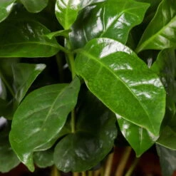 Kaffeestrauch Mit Keramiktopf Dallas Weiß, Topf-Ø 12cm, Höhe Ca. 25 Cm, 3er-Set -Die grüne Ecke 0220108125 Coffea arabica Dallas weiss 5