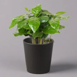 Kaffeestrauch Mit Keramiktopf Anthrazit, Topf-Ø 12cm, Höhe Ca. 25 Cm, 3er-Set -Die grüne Ecke 0220108129 Coffea arabica Dallas anthrazit 1