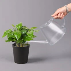 Kaffeestrauch Mit Keramiktopf Anthrazit, Topf-Ø 12cm, Höhe Ca. 25 Cm, 3er-Set -Die grüne Ecke 0220108129 Coffea arabica Dallas anthrazit 3