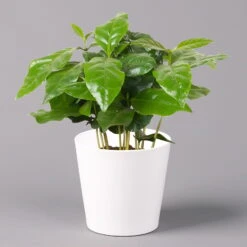 Kaffeestrauch Mit Keramiktopf Dallas Weiß, Topf-Ø 12cm, Höhe Ca. 25 Cm, 2er-Set -Die grüne Ecke 0220108253 Coffea arabica Dallas weiss 1