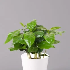 Kaffeestrauch Mit Keramiktopf Dallas Weiß, Topf-Ø 12cm, Höhe Ca. 25 Cm, 2er-Set -Die grüne Ecke 0220108253 Coffea arabica Dallas weiss 2