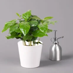 Kaffeestrauch Mit Keramiktopf Dallas Weiß, Topf-Ø 12cm, Höhe Ca. 25 Cm -Die grüne Ecke 0220108255 Coffea arabica Dallas weiss 32