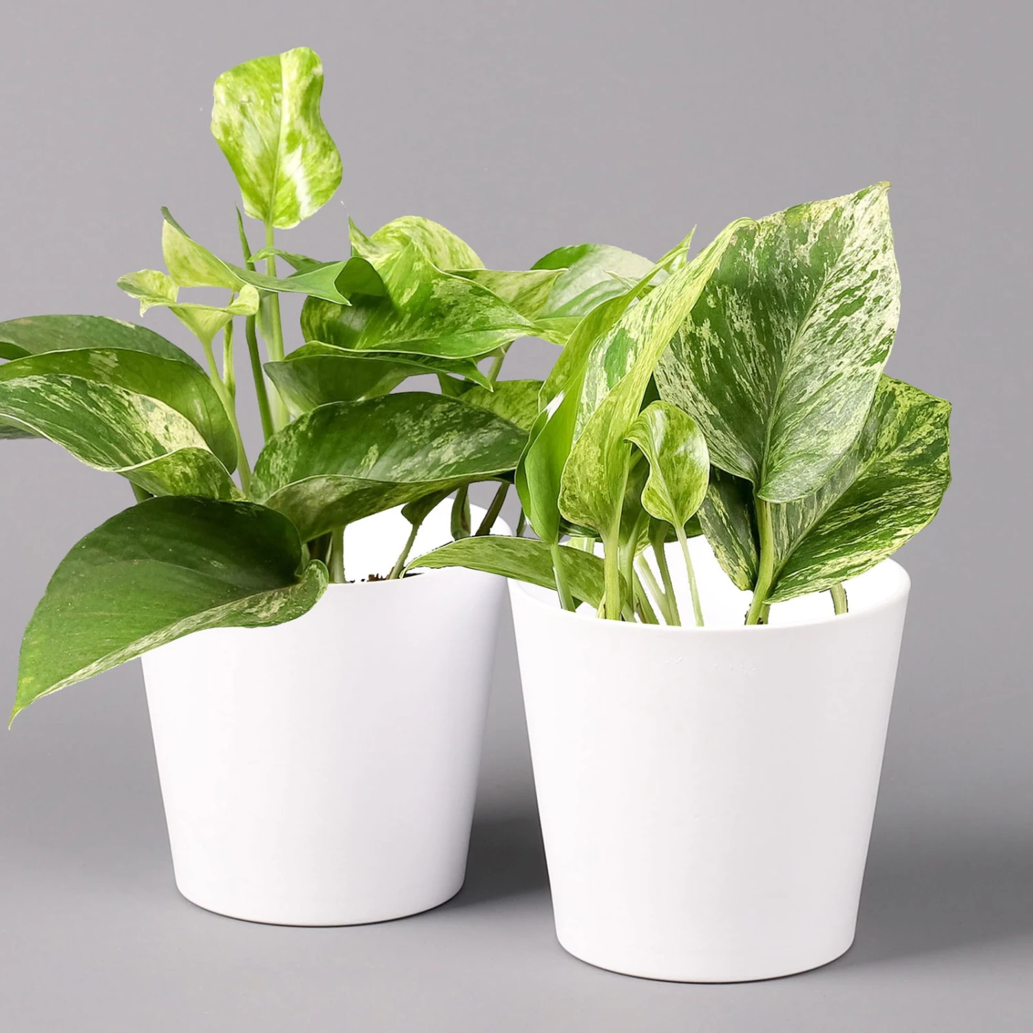Efeutute 'Marble Queen' Inkl. Topf Weiß, Topf-Ø 12 Cm, Höhe Ca. 15 Cm, 2er-Set 3 Efeutute 'Marble Queen' Inkl. Topf Weiß, Topf-Ø 12 Cm, Höhe Ca. 15 Cm, 2er-Set