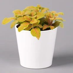 Fittonia 'Skeleton' Inkl. Keramiktopf Dallas Weiß, Topf-Ø 12 Cm, 2er-Set -Die grüne Ecke 0220108258 Fittonia Skeleton Topf Dallas weiss 1