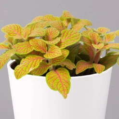 Fittonia 'Skeleton' Inkl. Keramiktopf Dallas Weiß, Topf-Ø 12 Cm, 2er-Set -Die grüne Ecke 0220108258 Fittonia Skeleton Topf Dallas weiss 2