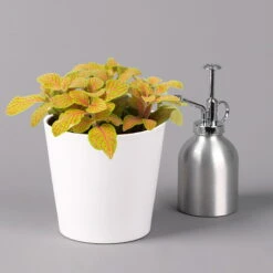 Fittonia 'Skeleton' Inkl. Keramiktopf Dallas Weiß, Topf-Ø 12 Cm, 2er-Set -Die grüne Ecke 0220108258 Fittonia Skeleton Topf Dallas weiss 3