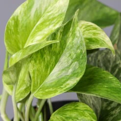 Efeutute 'Marble Queen', Topf-Ø 12 Cm, Höhe Ca. 40 Cm, 3er-Set -Die grüne Ecke 0220108262 Epipremnum pin Marble Queen 12cmT H15cm 3er Set1