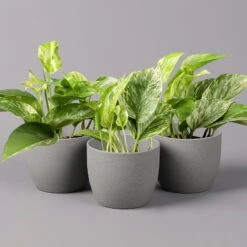 Efeutute 'Marble Queen', Topf-Ø 12 Cm, Höhe Ca. 40 Cm, 3er-Set