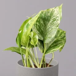 Efeutute 'Marble Queen', Topf-Ø 12 Cm, Höhe Ca. 40 Cm, 3er-Set -Die grüne Ecke 0220108262 Epipremnum pin Marble Queen 3er Set 3