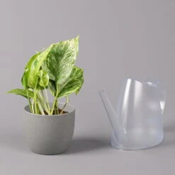 Efeutute 'Marble Queen', Topf-Ø 12 Cm, Höhe Ca. 40 Cm, 3er-Set -Die grüne Ecke 0220108262 Epipremnum pin Marble Queen 3er Set 4