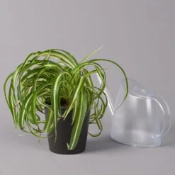 Grünlilie 'Bonnie' Mit Keramiktopf Dallas Anthrazit, Topf-Ø 12 Cm, Höhe Ca. 25cm -Die grüne Ecke 0220108267 Chlorophyt Bonnie Dallas anthraz 32