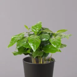 Kaffeestrauch Mit Keramiktopf Anthrazit, Topf-Ø 12cm, Höhe Ca. 25 Cm, 2er-Set -Die grüne Ecke 0220108270 Coffea arabica Dallas anthrazit 2