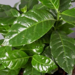 Kaffeestrauch Mit Keramiktopf Anthrazit, Topf-Ø 12cm, Höhe Ca. 25 Cm, 2er-Set -Die grüne Ecke 0220108270 Coffea arabica Dallas anthrazit 5