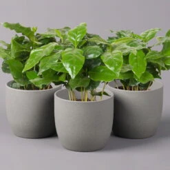 Kaffeepflanze, Topf-Ø 12 Cm, Höhe Ca. 25 Cm, 3er-Set
