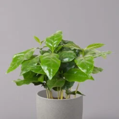 Kaffeepflanze, Topf-Ø 12 Cm, Höhe Ca. 25 Cm, 3er-Set -Die grüne Ecke 0220108271 Coffea arabica 3er Set 32