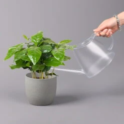 Kaffeepflanze, Topf-Ø 12 Cm, Höhe Ca. 25 Cm, 3er-Set -Die grüne Ecke 0220108271 Coffea arabica 3er Set 42