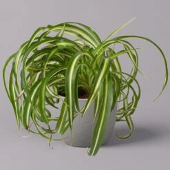 Grünlilie 'Bonnie', Topf-Ø 12 Cm, Höhe Ca. 20 Cm, 3er-Set -Die grüne Ecke 0220108272 Chlorophytum Comosum Bonnie 3er Set 12 cm WS 22