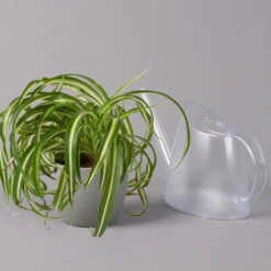 Grünlilie 'Bonnie', Topf-Ø 12 Cm, Höhe Ca. 20 Cm, 3er-Set -Die grüne Ecke 0220108272 Chlorophytum Comosum Bonnie 3er Set 12 cm WS 42