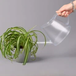 Grünlilie 'Bonnie', Topf-Ø 12 Cm, Höhe Ca. 20 Cm, 3er-Set -Die grüne Ecke 0220108272 Chlorophytum Comosum Bonnie 3er Set 12 cm WS 52