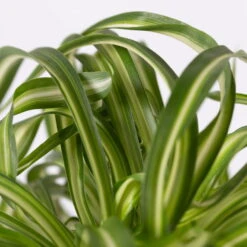 Grünlilie 'Bonnie', Topf-Ø 12 Cm, Höhe Ca. 20 Cm, 3er-Set -Die grüne Ecke 0220108272 Chlorophytum Comosum Bonnie 3er Set 12 cm WS 72