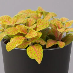 Fittonia 'Skeleton' Inkl. Keramiktopf Dallas Anthrazit, Topf-Ø 12 Cm -Die grüne Ecke 0220108275 Fittonia Skeleton Topf Dallas anthrazit 2