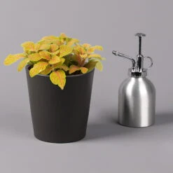 Fittonia 'Skeleton' Inkl. Keramiktopf Dallas Anthrazit, Topf-Ø 12 Cm -Die grüne Ecke 0220108275 Fittonia Skeleton Topf Dallas anthrazit 3