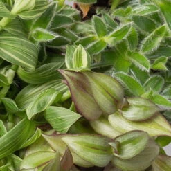 Dreimasterblume In Keramiktopf Weiß, Nach Verfügbarkeit, Topf-Ø 12 Cm, 2er-Set -Die grüne Ecke 0220108388 0220108389 0220108390 0220108391 0220108392 tradescantia mix 3 120790