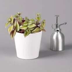 Dreimasterblume In Keramiktopf Weiß, Nach Verfügbarkeit, Topf-Ø 12 Cm, 2er-Set -Die grüne Ecke 0220108389 0220108391 Tradescantia Mix in uebertopf Dallas weiss 12cmT 1 123816