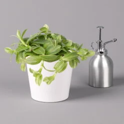 Dreimasterblume In Keramiktopf Weiß, Nach Verfügbarkeit, Topf-Ø 12 Cm, 2er-Set -Die grüne Ecke 0220108389 0220108391 Tradescantia Mix in uebertopf Dallas weiss 12cmT 2 123815