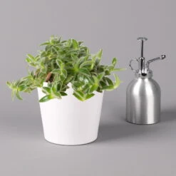 Dreimasterblume In Keramiktopf Weiß, Nach Verfügbarkeit, Topf-Ø 12 Cm, 2er-Set -Die grüne Ecke 0220108389 0220108391 Tradescantia Mix in uebertopf Dallas weiss 12cmT 123817