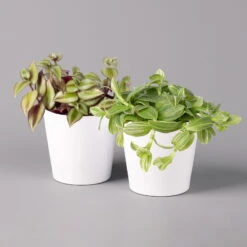 Dreimasterblume In Keramiktopf Weiß, Nach Verfügbarkeit, Topf-Ø 12 Cm, 2er-Set -Die grüne Ecke 0220108389 Tradescantia Mix in uebertopf Dallas weiss 12cmT 2er Set 123814