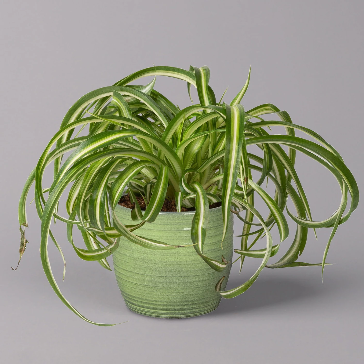 Grünlilie 'Bonnie' In Keramiktopf Bergamo Grün, Topf-Ø 12 Cm, Höhe Ca. 28 Cm 3 Grünlilie 'Bonnie' In Keramiktopf Bergamo Grün, Topf-Ø 12 Cm, Höhe Ca. 28 Cm