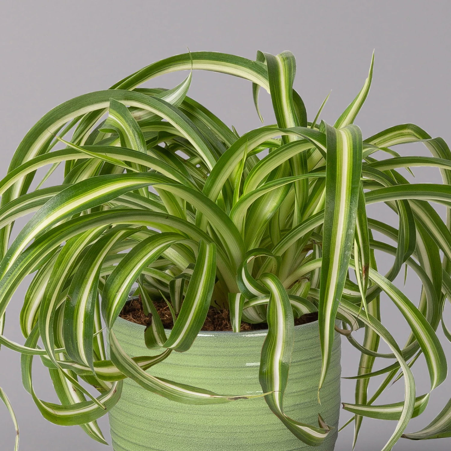 Grünlilie 'Bonnie' In Keramiktopf Bergamo Grün, Topf-Ø 12 Cm, Höhe Ca. 28 Cm 4 Grünlilie 'Bonnie' In Keramiktopf Bergamo Grün, Topf-Ø 12 Cm, Höhe Ca. 28 Cm – Bild 2