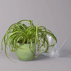 Grünlilie 'Bonnie' In Keramiktopf Bergamo Grün, Topf-Ø 12 Cm, Höhe Ca. 28 Cm 10 Grünlilie 'Bonnie' In Keramiktopf Bergamo Grün, Topf-Ø 12 Cm, Höhe Ca. 28 Cm -Die grüne Ecke 0220108407 Chloroph Bonnie in Uebertopf Bergamo gruen 3