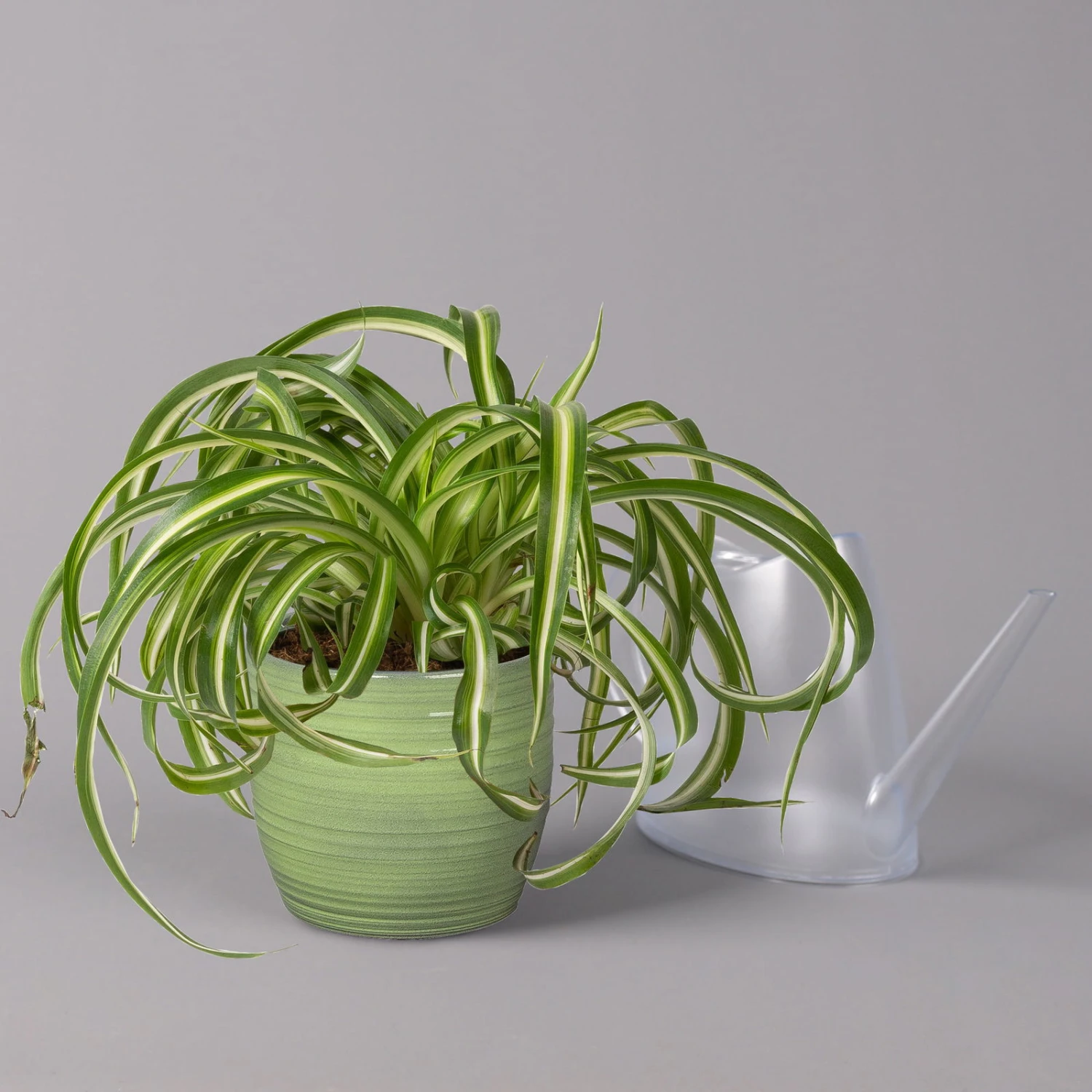 Grünlilie 'Bonnie' In Keramiktopf Bergamo Grün, Topf-Ø 12 Cm, Höhe Ca. 28 Cm 5 Grünlilie 'Bonnie' In Keramiktopf Bergamo Grün, Topf-Ø 12 Cm, Höhe Ca. 28 Cm – Bild 3