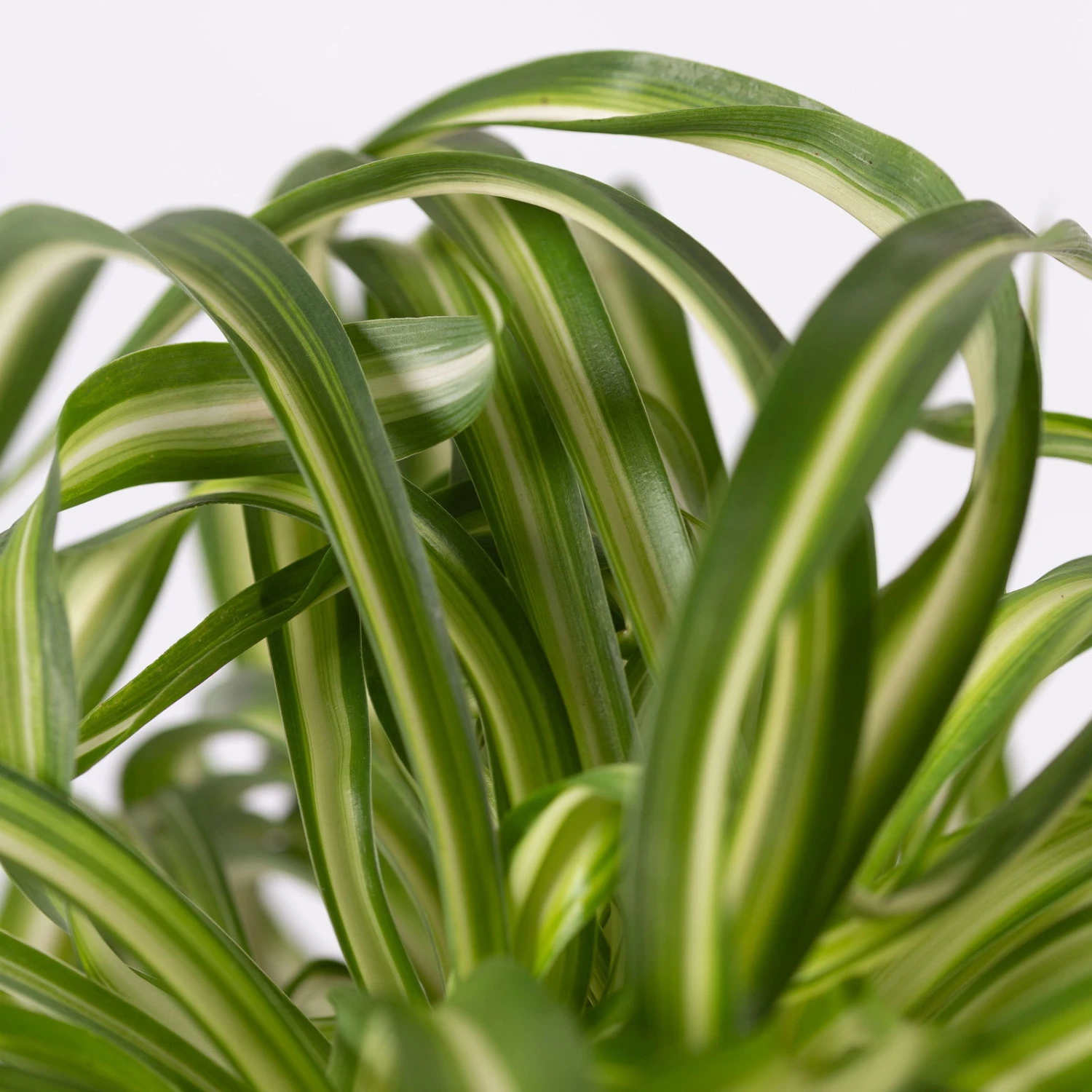 Grünlilie 'Bonnie' Mit Übertopf Vibes Gelb, Topf-Ø 12 Cm, Höhe Ca. 25 Cm 4 Grünlilie 'Bonnie' Mit Übertopf Vibes Gelb, Topf-Ø 12 Cm, Höhe Ca. 25 Cm – Bild 2