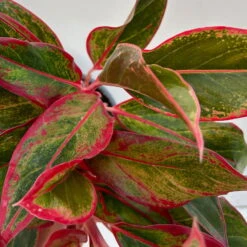 Aglaonema 'Crete', Mit Übertopf Dallas Weiß, Topf-Ø 12 Cm -Die grüne Ecke 0220108451 T12 0220108597 Aglaonema Crete Dallas weiss 14cm 5 125630