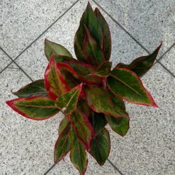 Aglaonema 'Crete', Mit Übertopf Dallas Weiß, Topf-Ø 12 Cm -Die grüne Ecke 0220108451 T12 0220108597 Aglaonema Crete Dallas weiss 14cm 7 125628