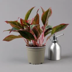 Aglaonema 'Crete', Mit Übertopf Dallas Weiß, Topf-Ø 12 Cm -Die grüne Ecke 0220108451 T12 0220108597 Aglaonema Crete Dallas weiss 14cm t 126163