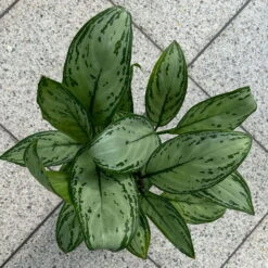 Aglaonema 'Maria Christina', Mit Übertopf Dallas Weiß, Topf-Ø 12 Cm -Die grüne Ecke 0220108453 T12 0220108599 Aglaonema Maria Christina Dallas weiss 14cm 2 125635