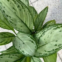 Aglaonema 'Maria Christina', Mit Übertopf Dallas Weiß, Topf-Ø 12 Cm -Die grüne Ecke 0220108453 T12 0220108599 Aglaonema Maria Christina Dallas weiss 14cm 3 125637