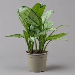 Aglaonema 'Maria Christina', Mit Übertopf Dallas Weiß, Topf-Ø 12 Cm -Die grüne Ecke 0220108453 T12 0220108599 Aglaonema Maria Christina Dallas weiss 14cm f 126168